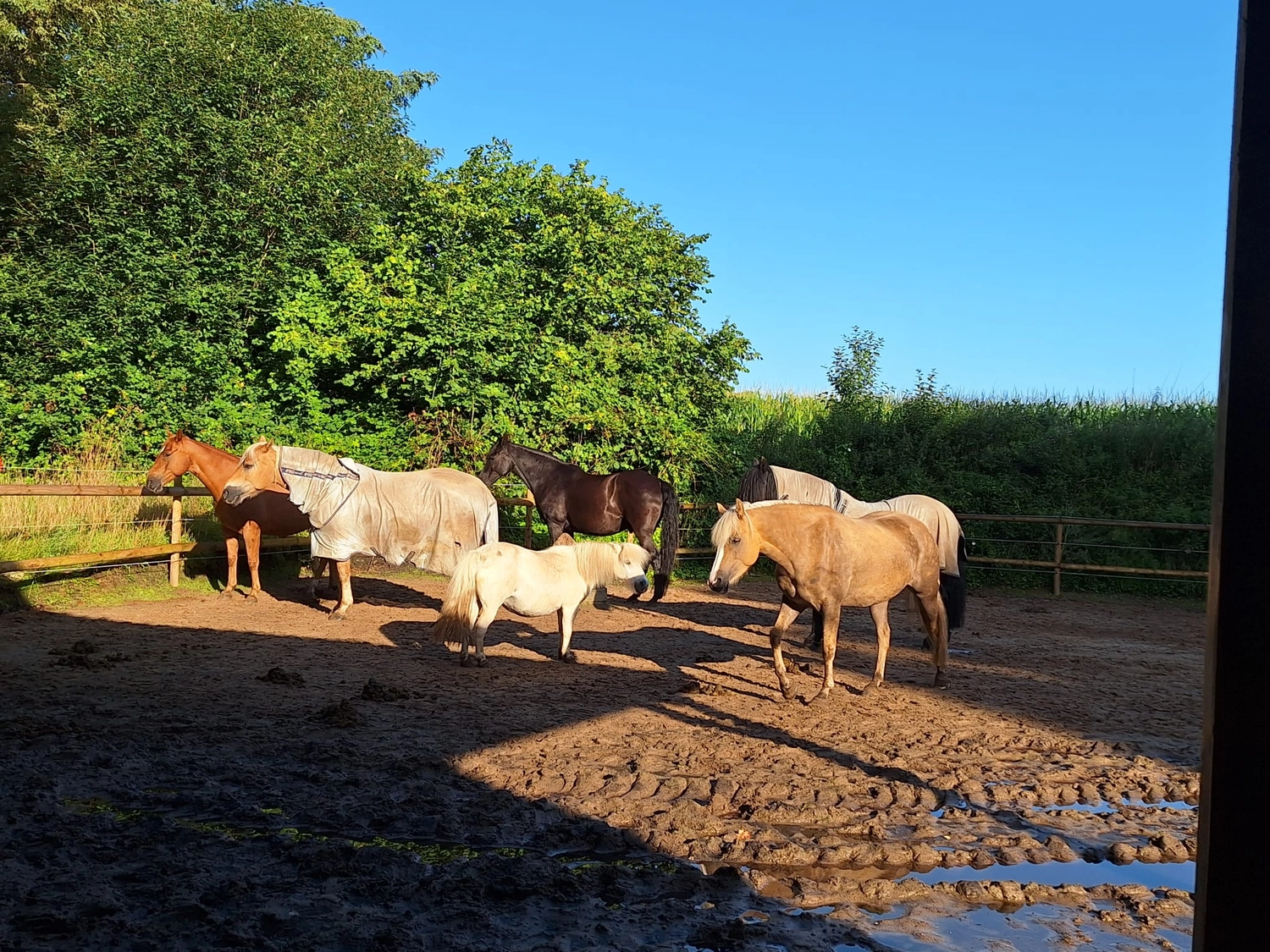 Hof ShaBaLi - Pferdehof - Pferde