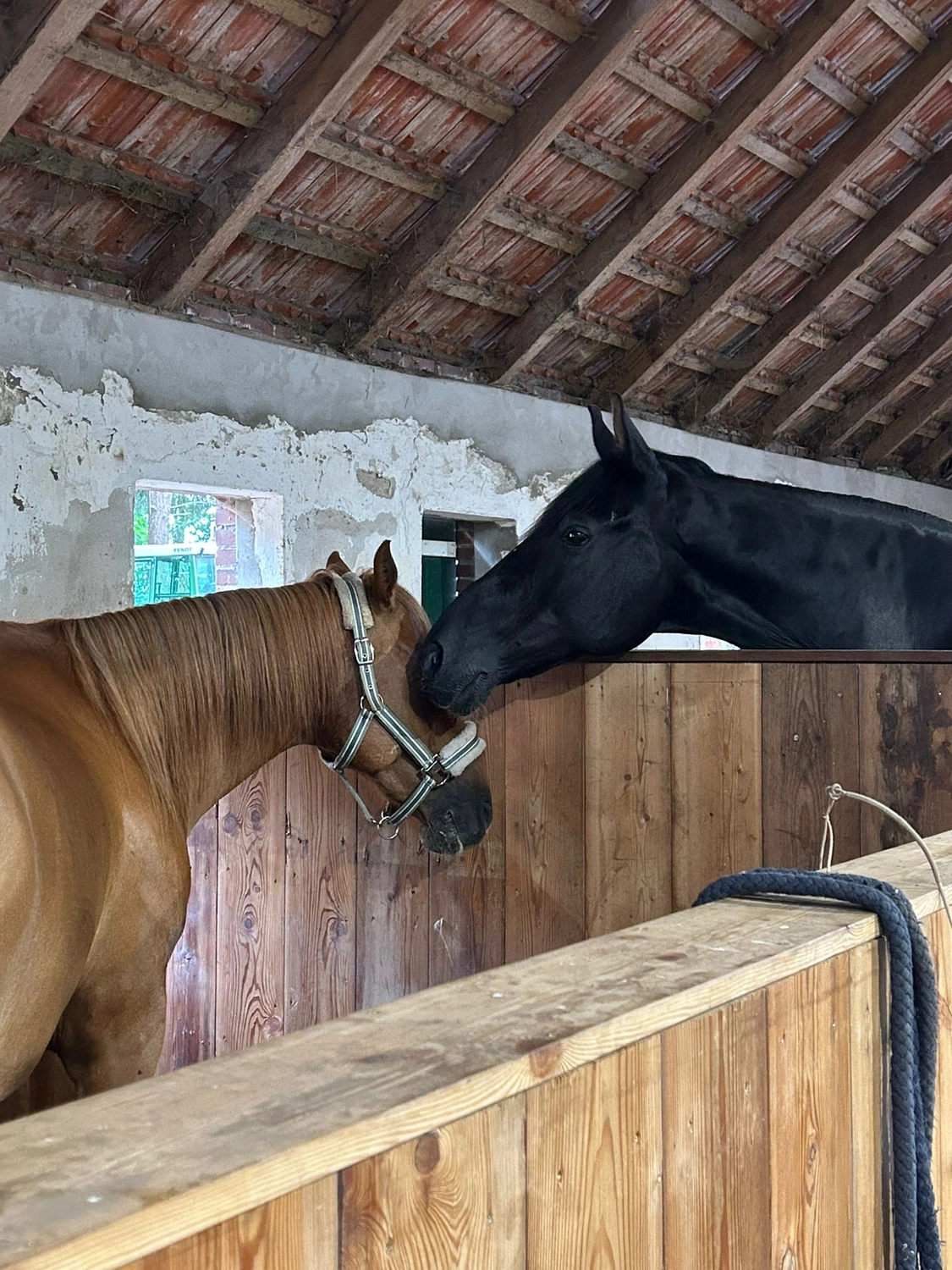 Hof ShaBaLi - Pferdehof - Pferde