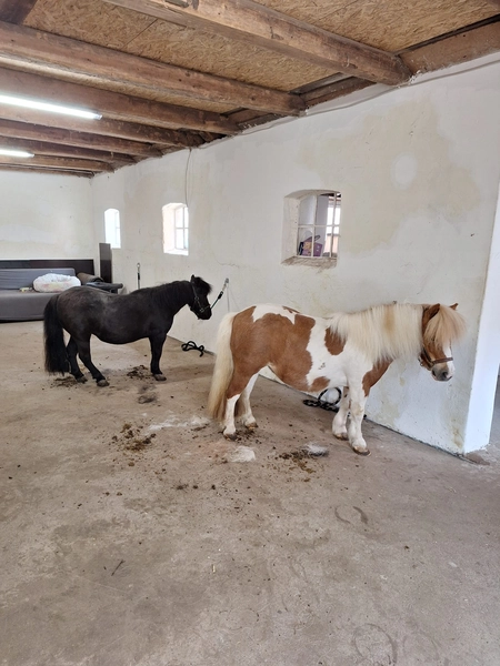 Hof ShaBaLi - Pferdehof - Pferde