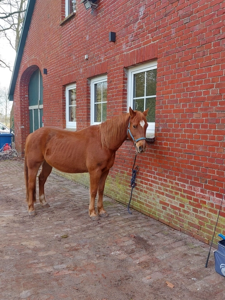 Hof ShaBaLi - Pferdehof - Pferde