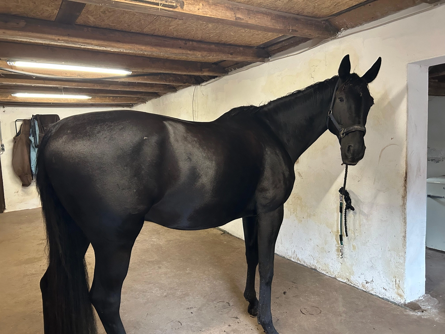 Hof ShaBaLi - Pferdehof - Pferde