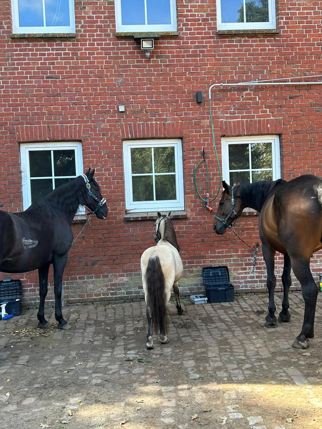 Hof ShaBaLi - Pferdehof - Pferde