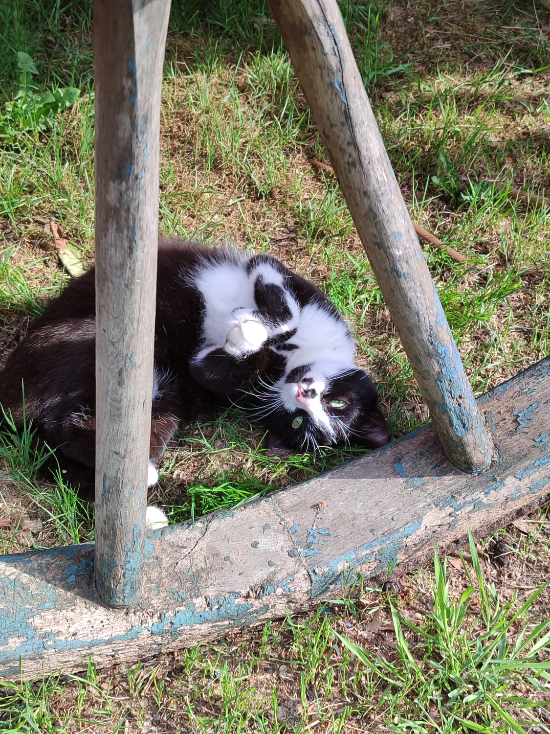 Hof ShaBaLi - Pferdehof - Katze