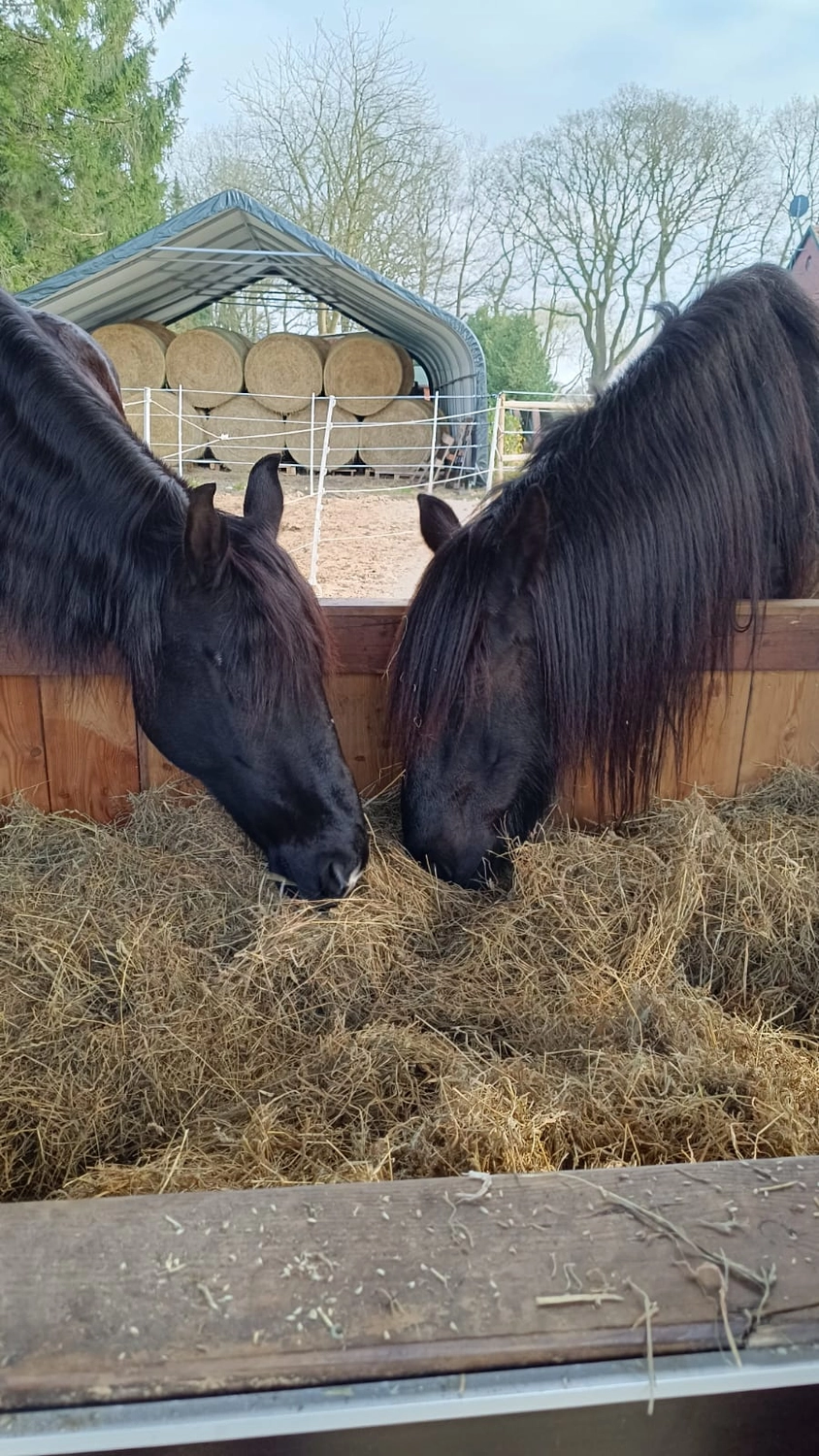 Hof ShaBaLi - Pferdehof - Pferde