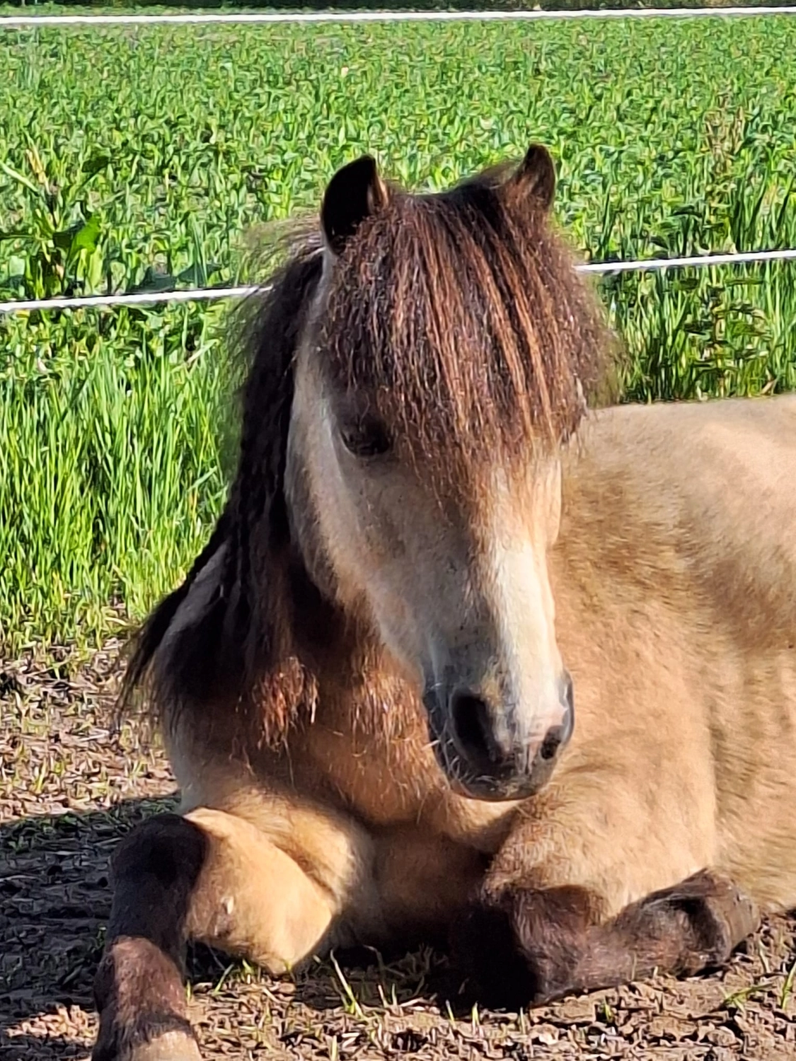 Hof ShaBaLi - Pferdehof - Pferde