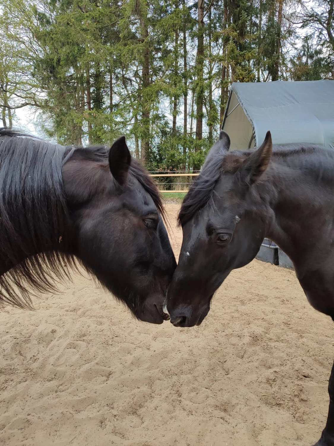 Hof ShaBaLi - Pferdehof - Pferde