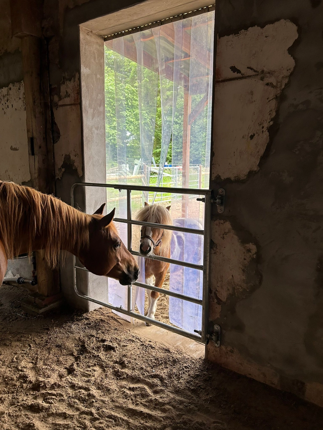 Hof ShaBaLi - Pferdehof - Pferde