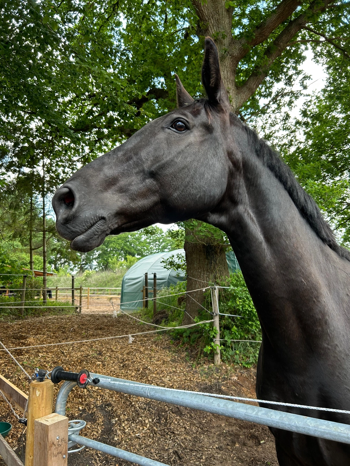 Hof ShaBaLi - Pferdehof - Pferde