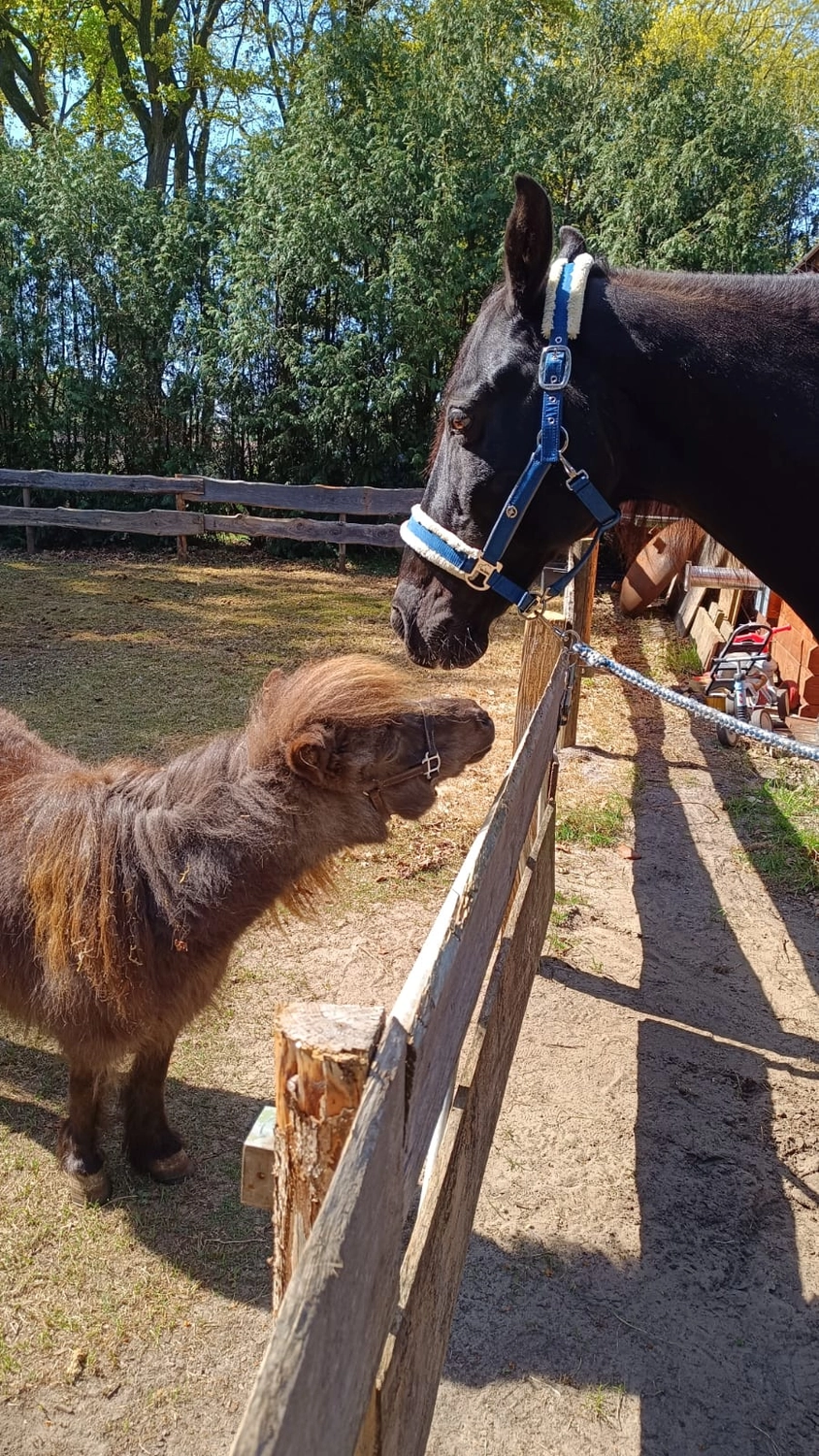 Hof ShaBaLi - Pferdehof - Pferde