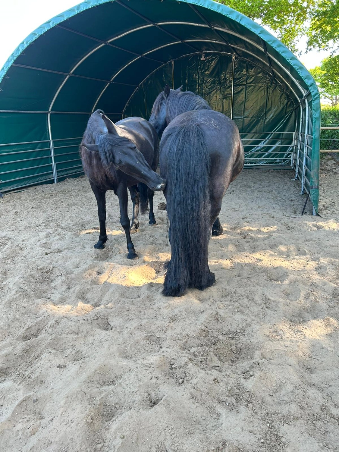 Hof ShaBaLi - Pferdehof - Pferde