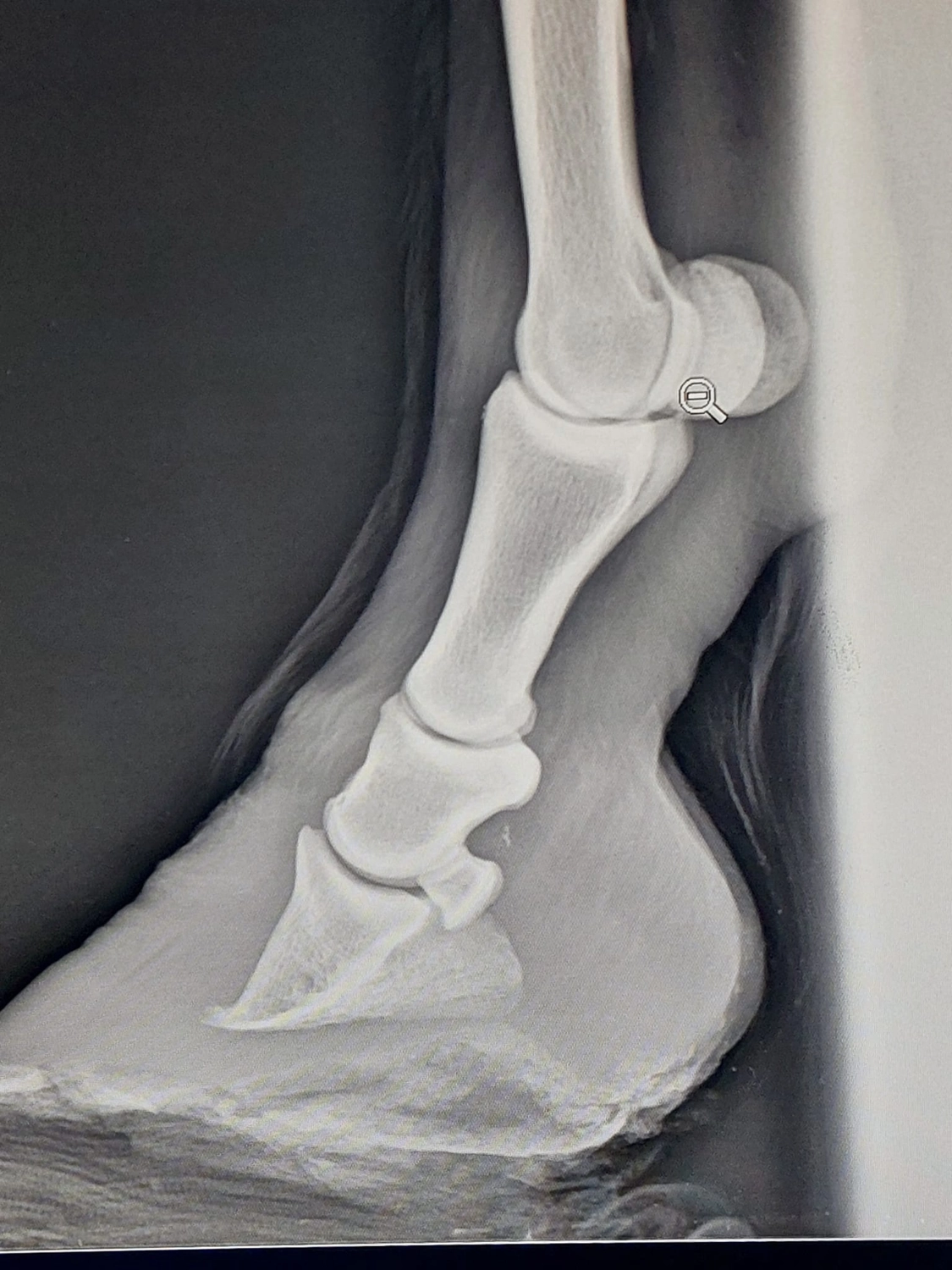 Hof ShaBaLi - Pferdehof - Röntgenbericht