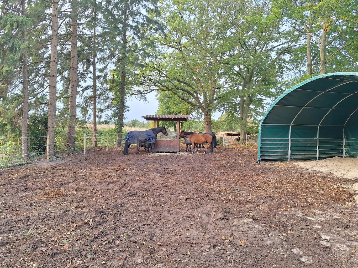 Hof ShaBaLi - Pferdehof - Pferde